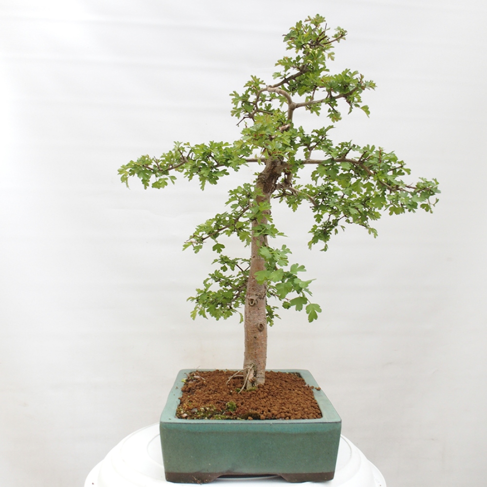 Bonsai da esterno - Biancospino - Crataegus monogyna