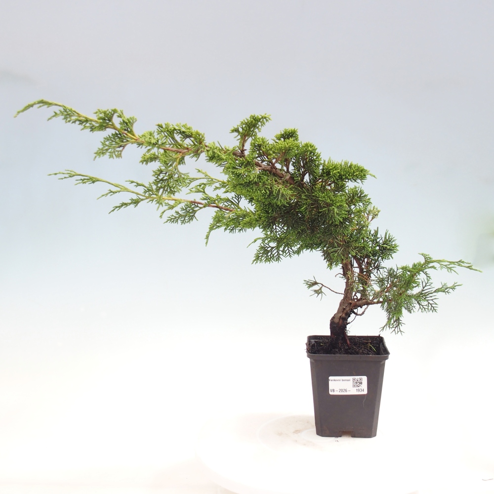 Bonsai da esterno - Juniperus chinensis Itoigawa