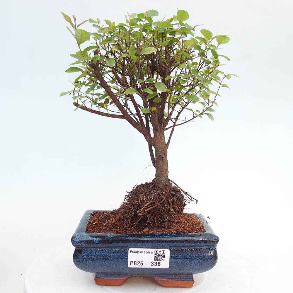 Camera bonsai - Sageretia thea - Sageretia thea