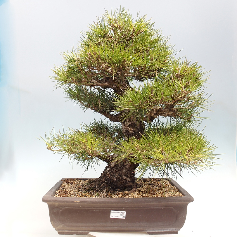 Bonsai da esterno - Pinus thunbergii - Pino di Thunberg