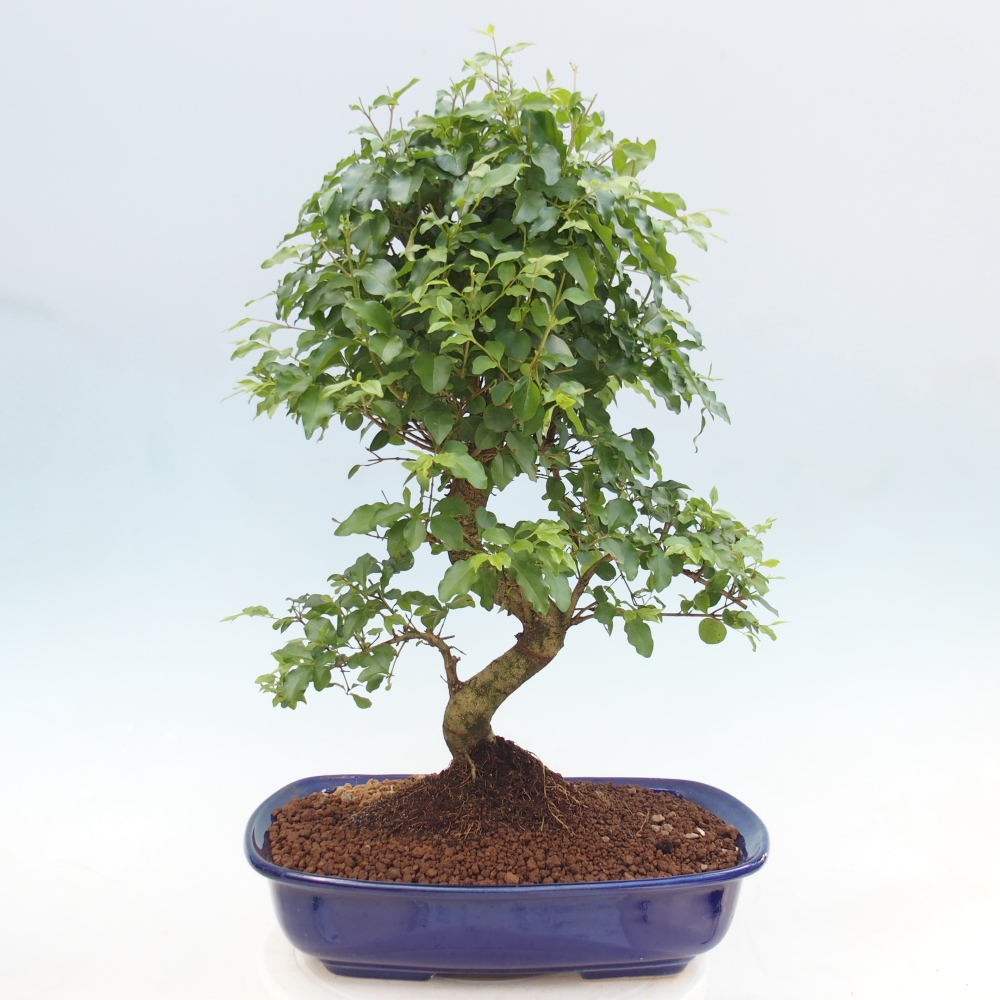 Camera bonsai -Ligustrum chinensis - Becco d'uccello