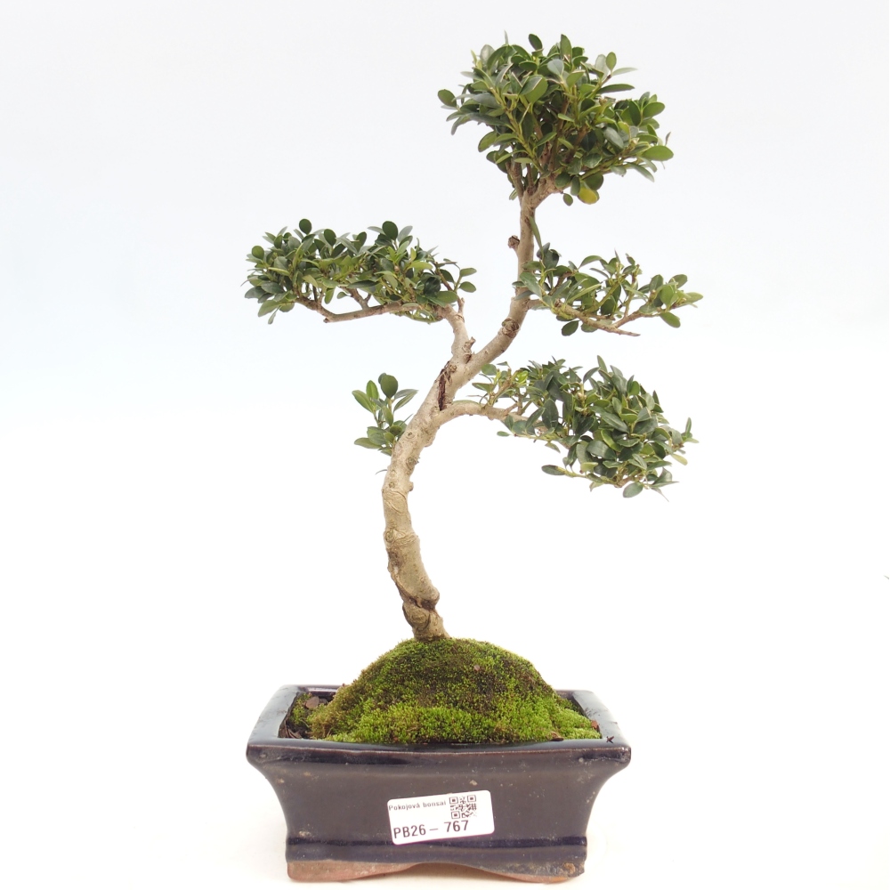 Camera bonsai - Ilex crenata - Agrifoglio