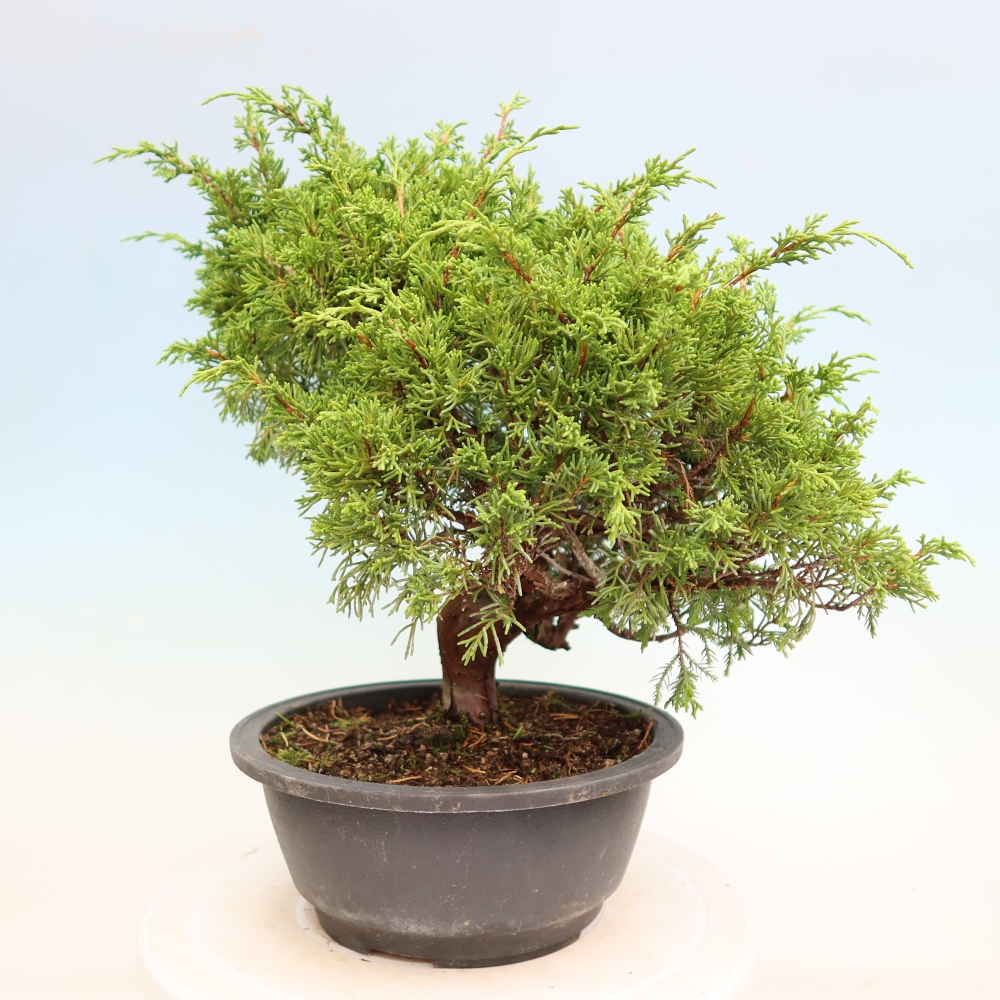 Bonsai da esterno - Juniperus chinensis Itoigawa-Juniperus chinensis