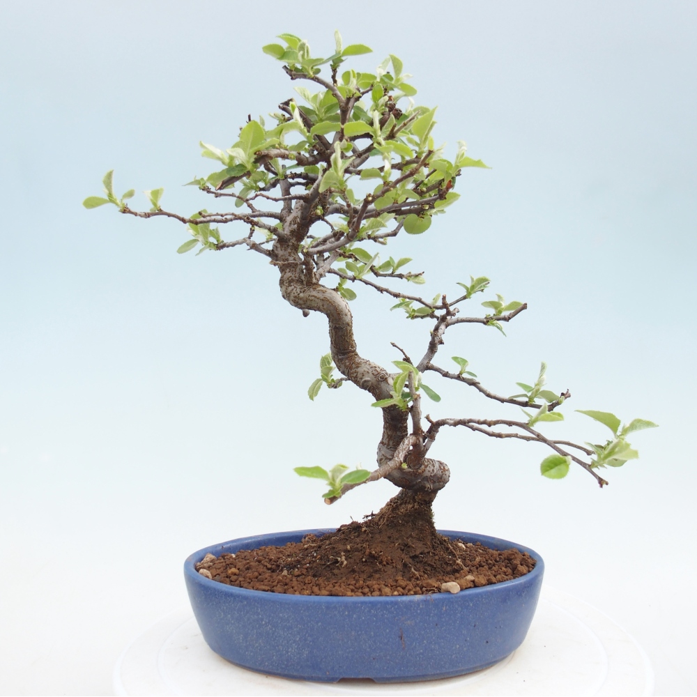 Bonsai da esterno - Chaneomeles chinensis