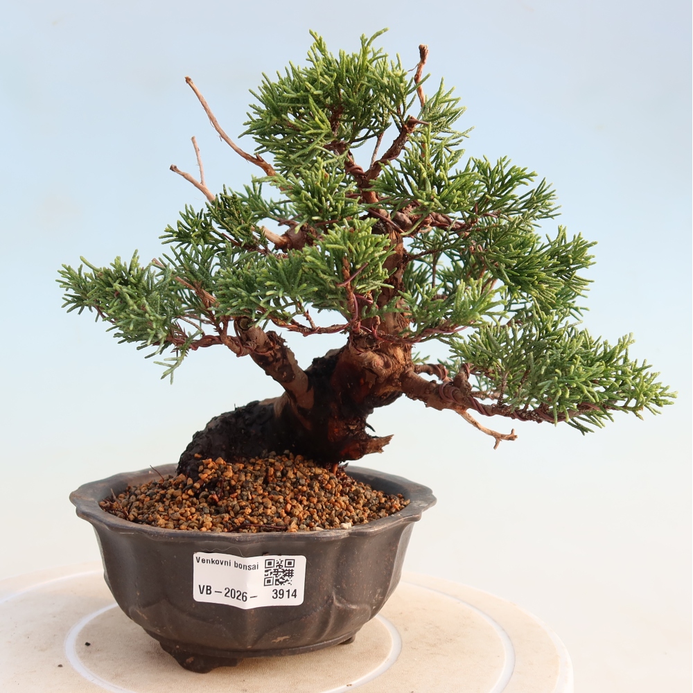 Bonsai da esterno - Juniperus chinensis Itoigawa