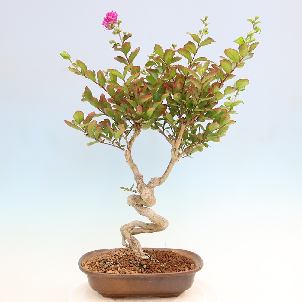 Bonsai da interno - Lagerstroemia indica - lillà indiano