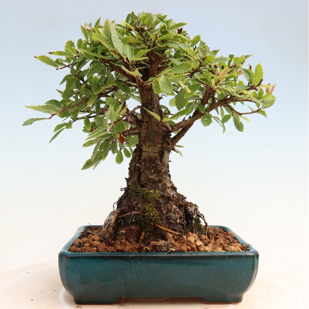 Bonsai da esterno - Zelkova - Zelkova NIRE
