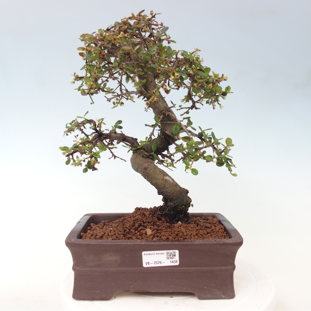 Bonsai da esterno - Cotoneaster dammeri - Roccia di Damer