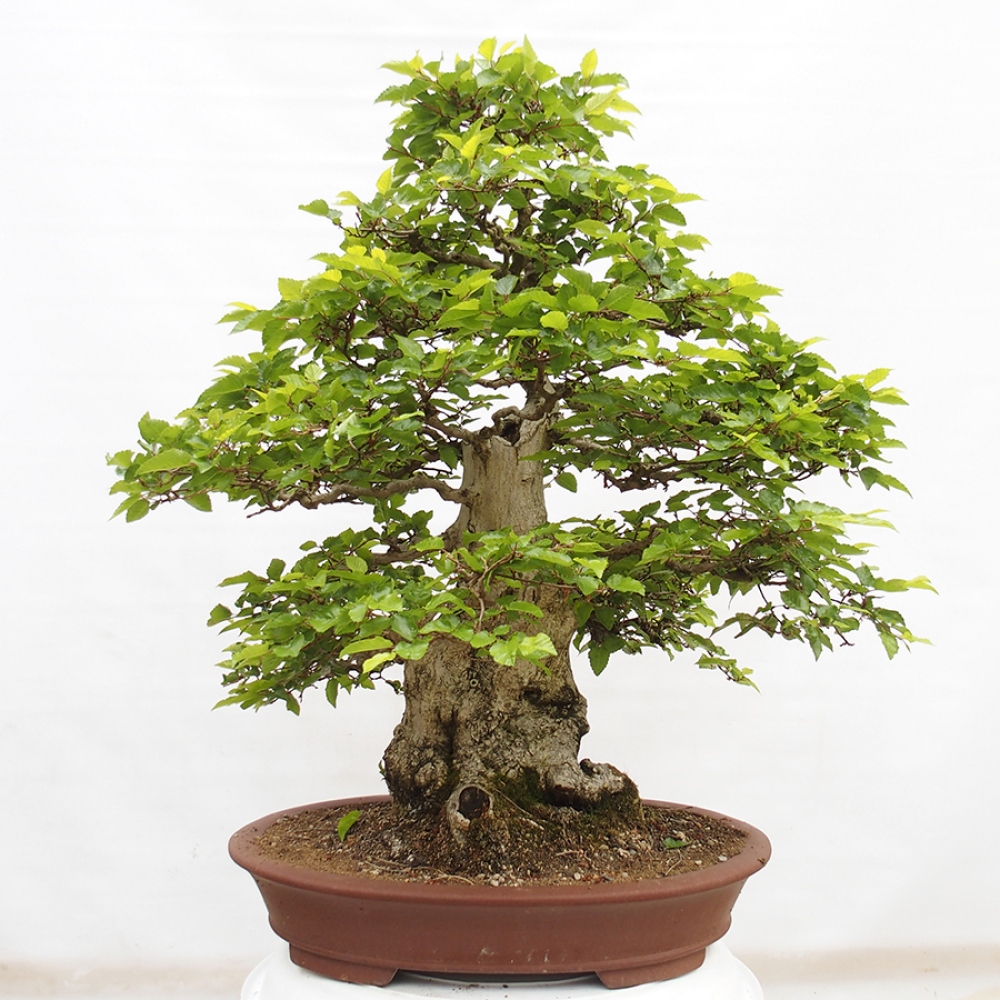 Bonsai da esterno -Carpinus CARPINOIDES - Carpino coreano