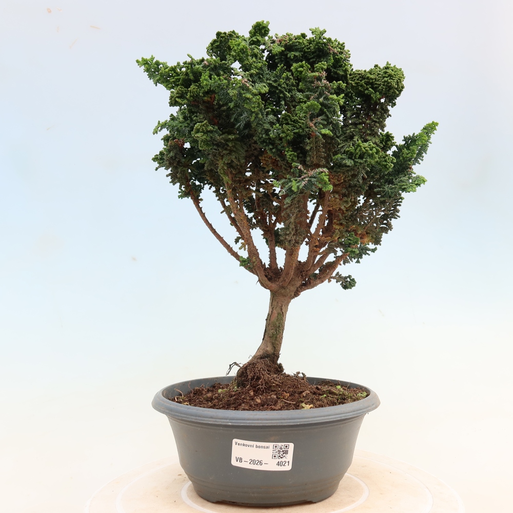 Bonsai da esterno - Cham. obtusa SEKKA HINOKI - Cipresso