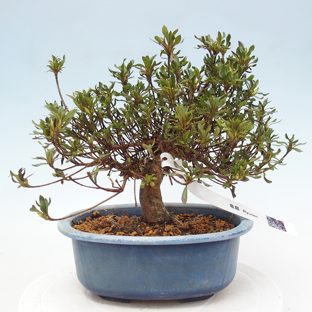 Bonsai da esterno - Azalea giapponese - Azalea Ryusen