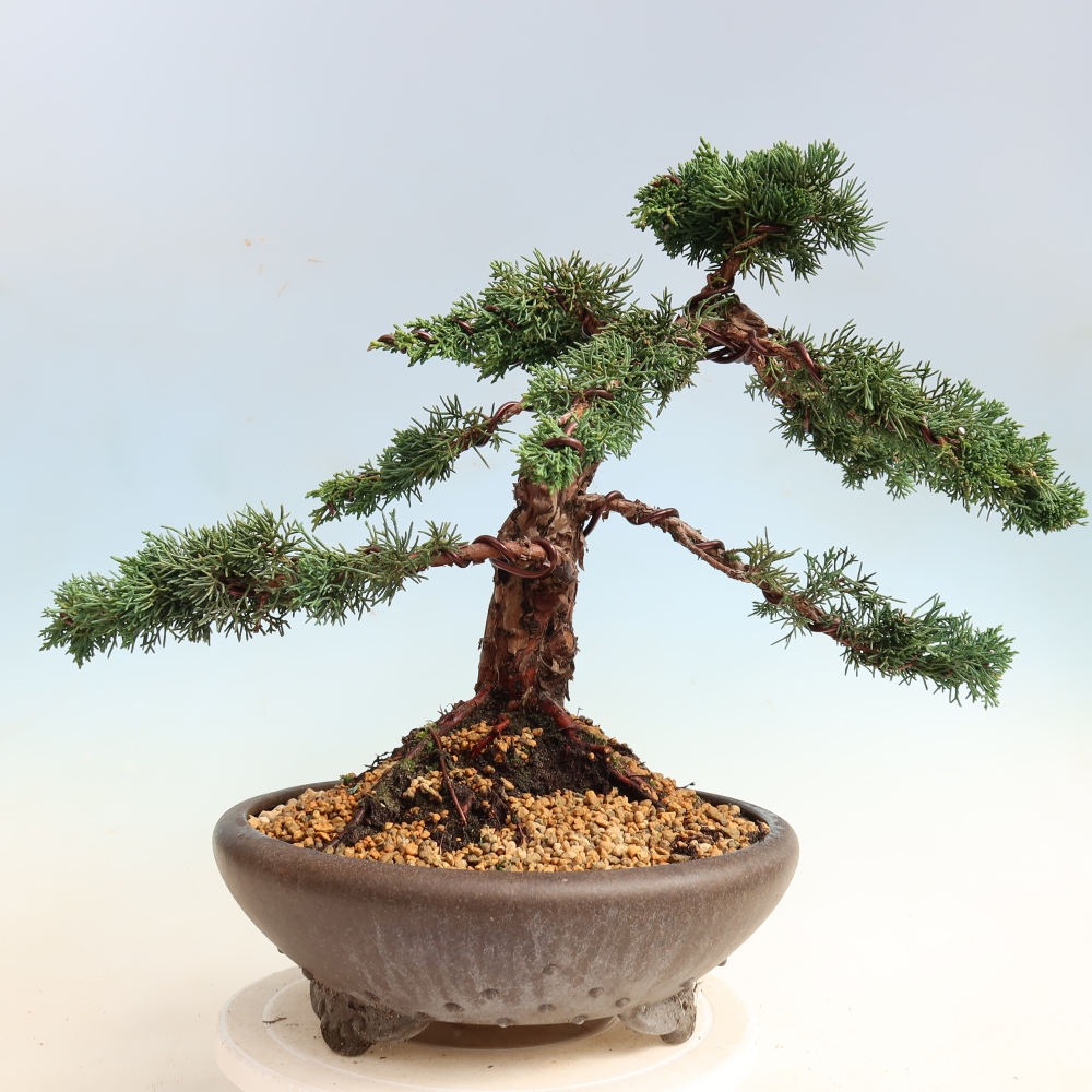 Bonsai da esterno - Juniperus chinensis Kishu