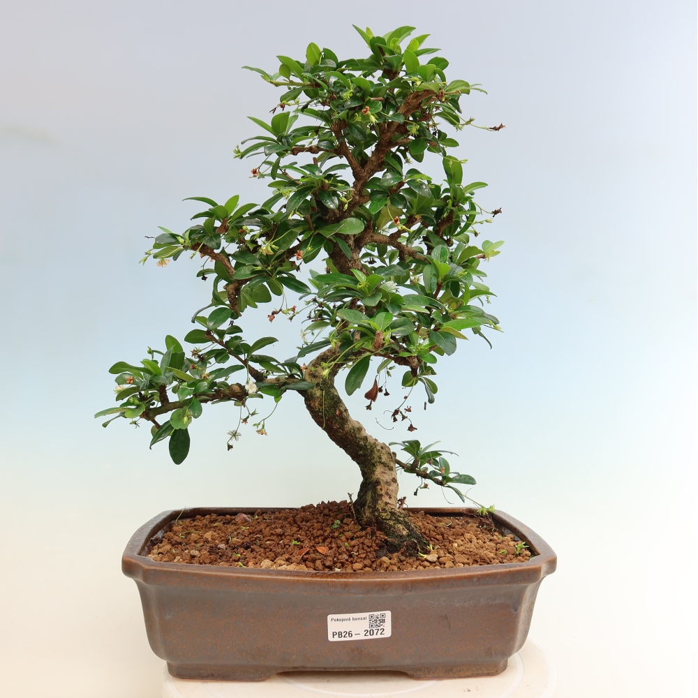 Camera bonsai - Carmona macrophylla - Tea fuki