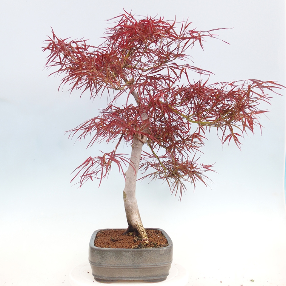 Bonsai da esterno - Acer palmatum RED PYGMY