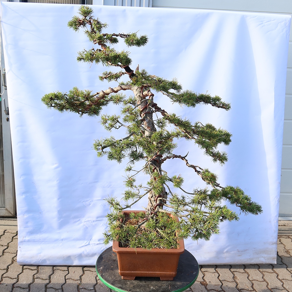 Pinus sylvestris Spagna - pino silvestre