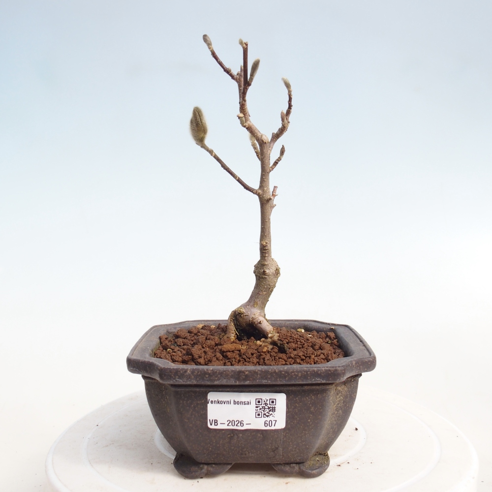 Bonsai da esterno - Magnolia stellata