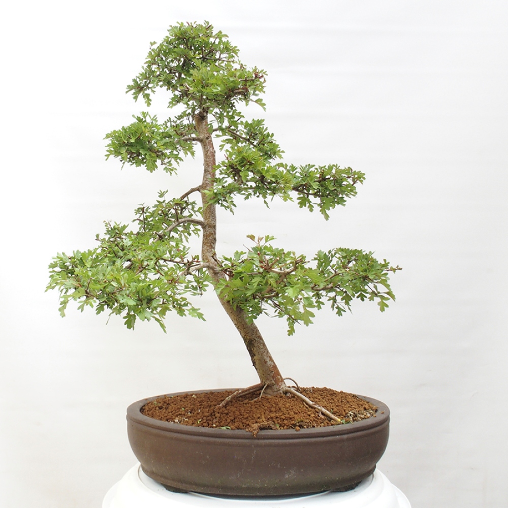 Bonsai da esterno - Biancospino - Crataegus monogyna