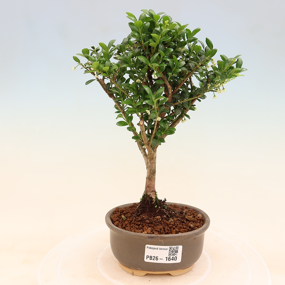 Camera bonsai - Ilex crenata - Agrifoglio