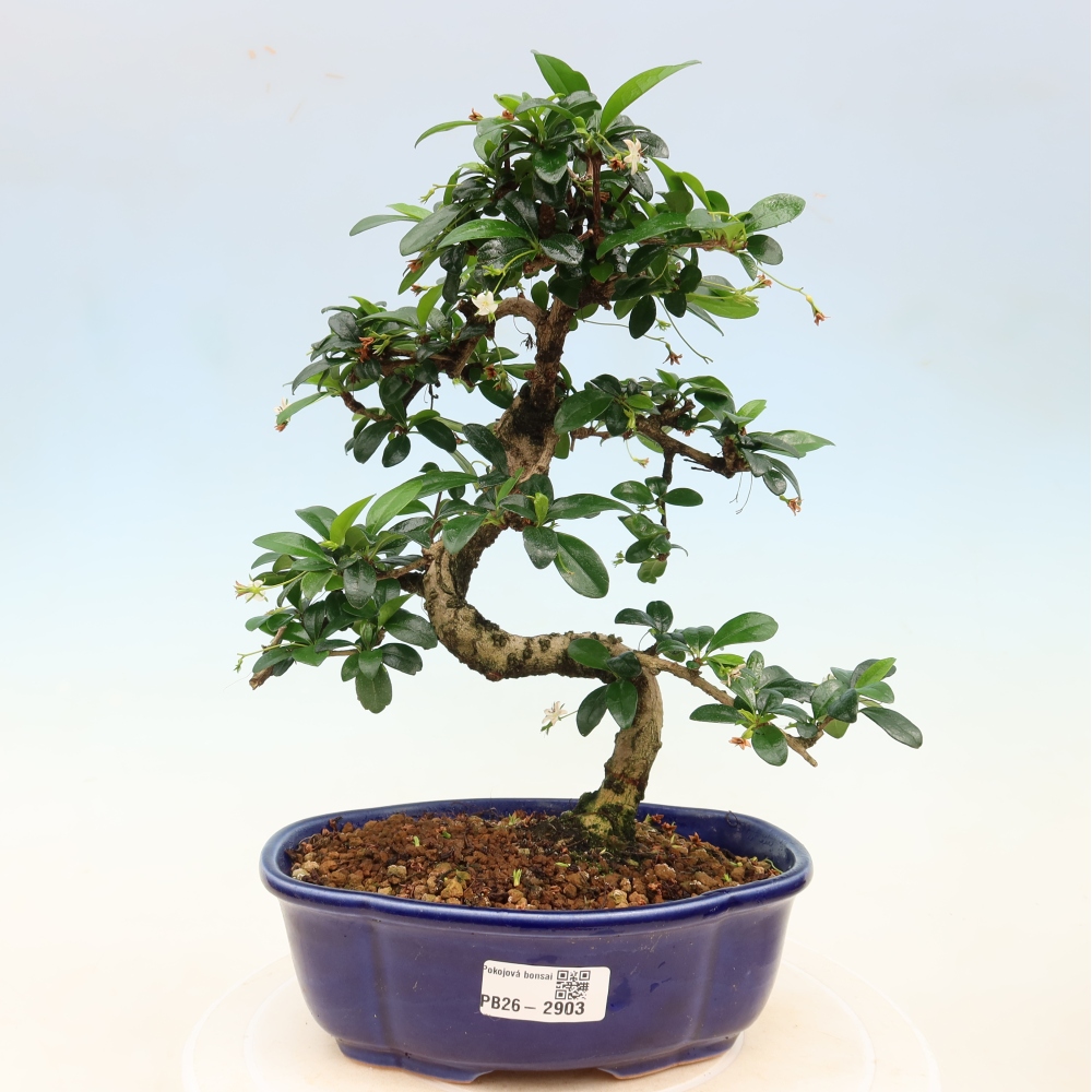 Camera bonsai - Carmona macrophylla - Tea fuki