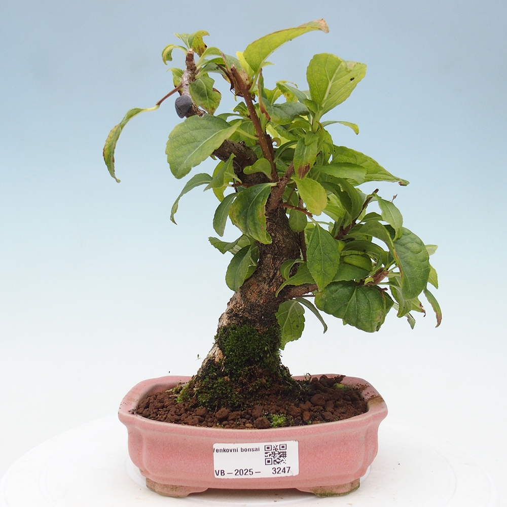 Bonsai da esterno - Celastrus orbiculatus