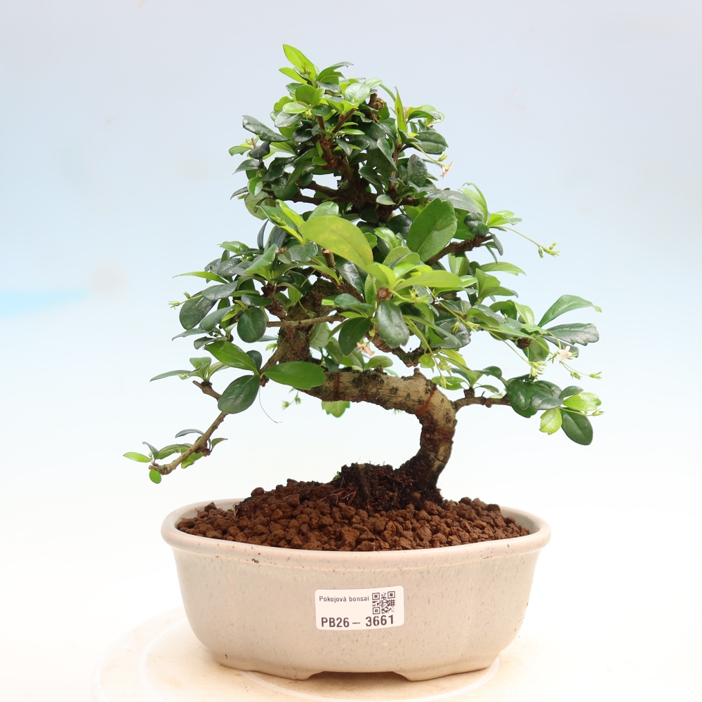 Camera bonsai - Carmona macrophylla - Tea fuki