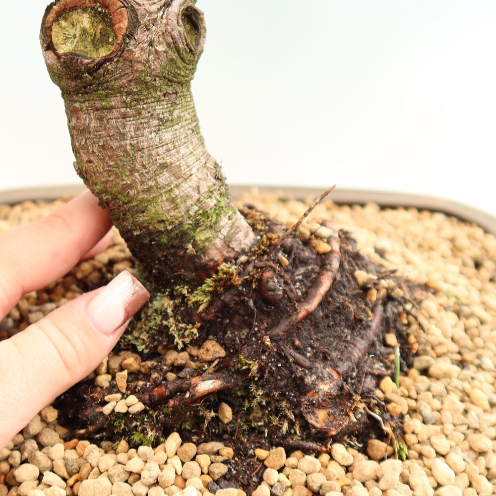 Bonsai da esterno - Pinus mugo Humpy  - Pino mugo