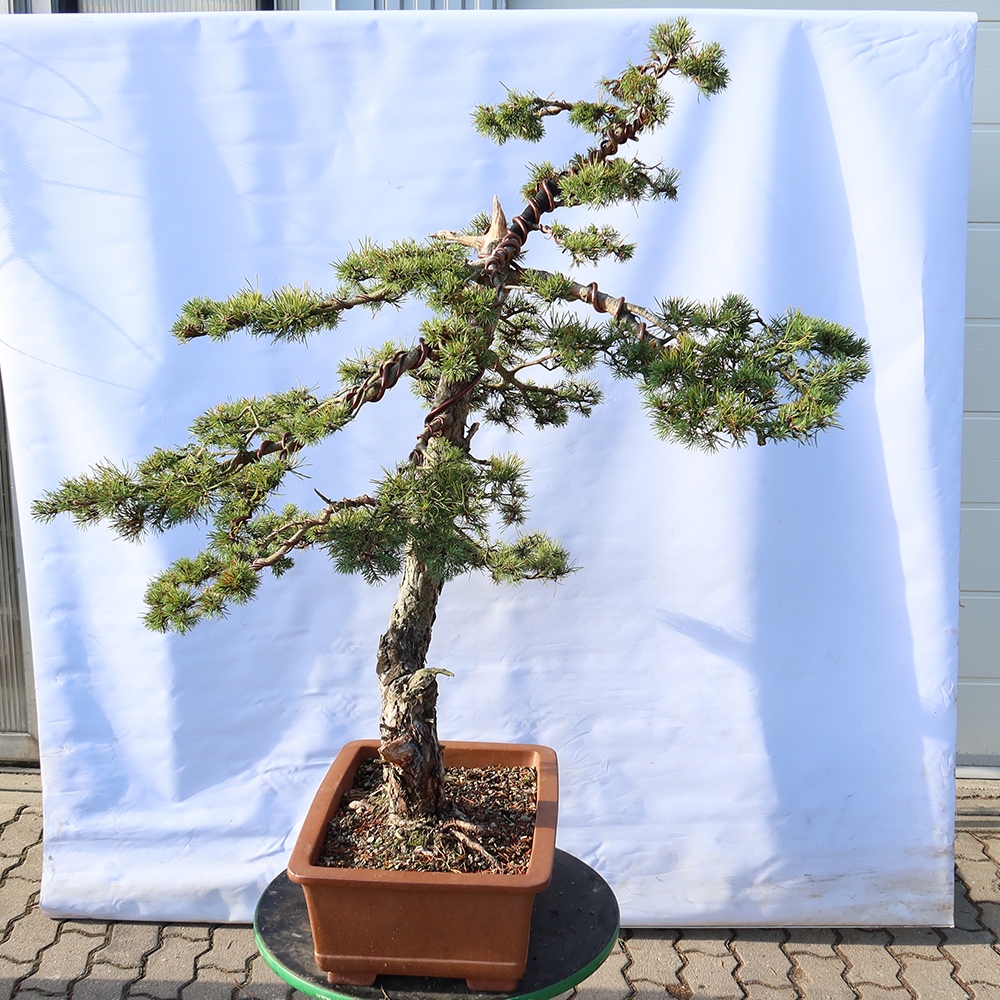 Pinus sylvestris Spagna - pino silvestre