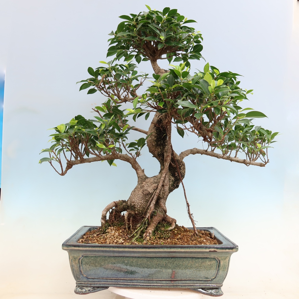 Camera bonsai - Ficus kimmen - ficus a foglie piccole