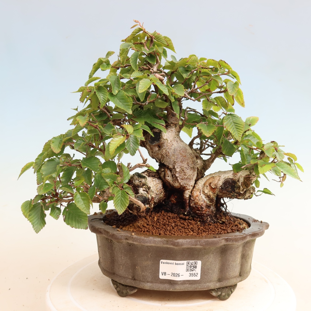 Bonsai da esterno -Carpinus CARPINOIDES - Carpino coreano
