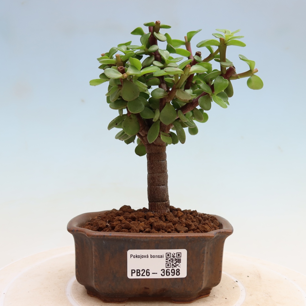 Camera bonsai - Portulakaria Afra - Tlustice