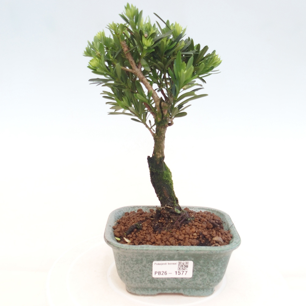 Camera bonsai - Podocarpus - Tasso delle pietre