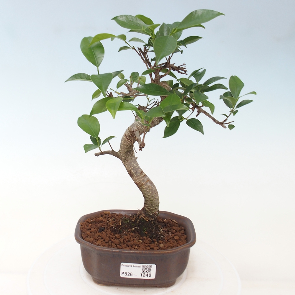 Camera bonsai - Ficus retusa - ficus a foglie piccole