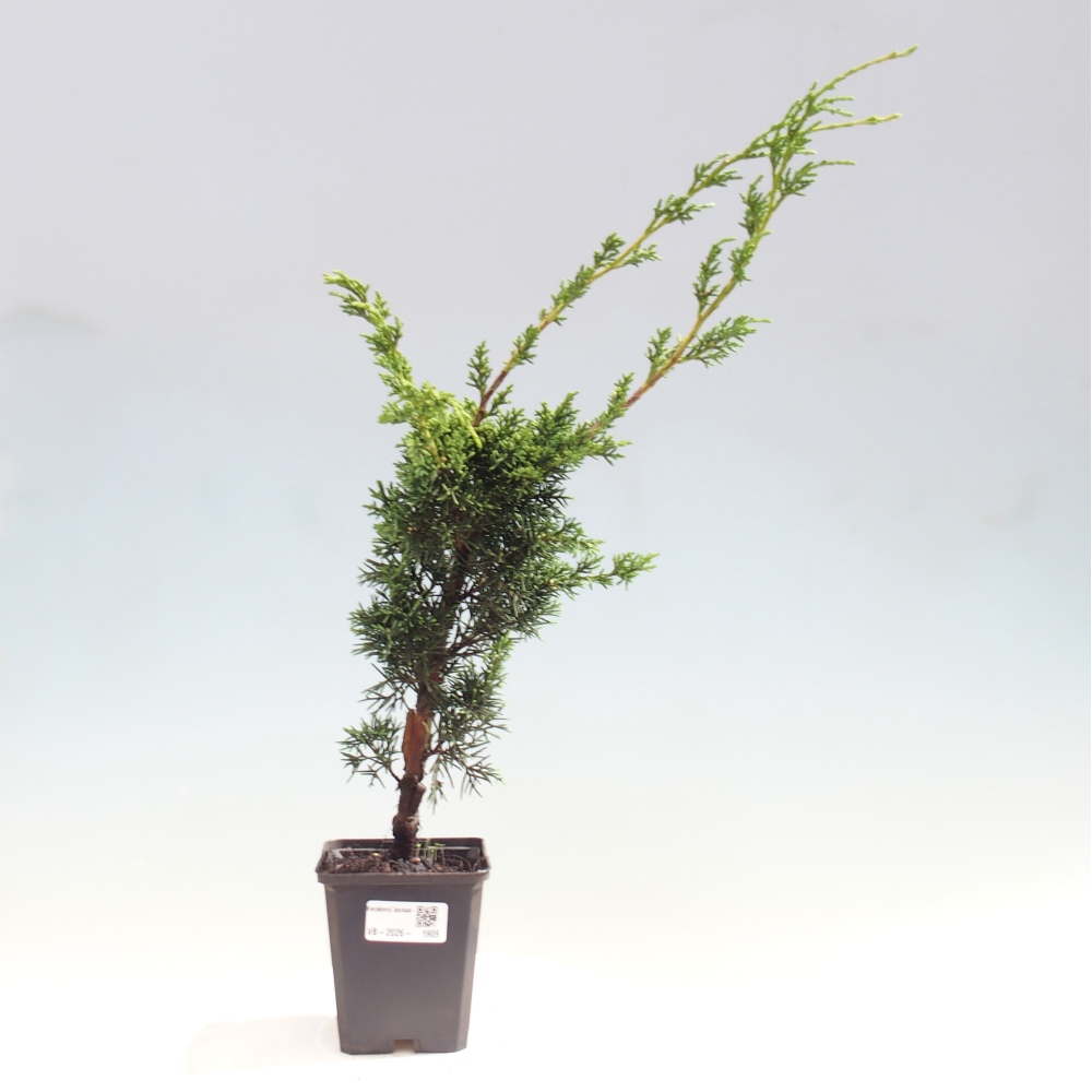 Bonsai da esterno - Juniperus chinensis Kishu