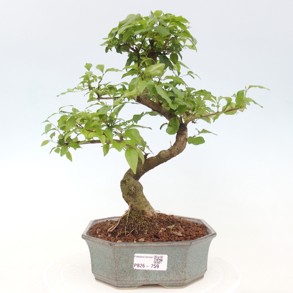 Camera bonsai -Ligustrum chinensis - Becco d'uccello