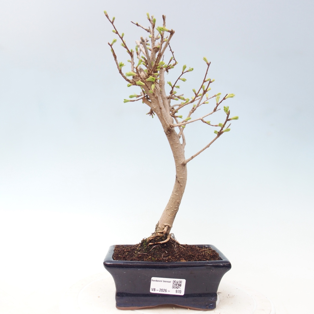 Bonsai da esterno -Pseudolarix amabis-Pseudolarix amabis