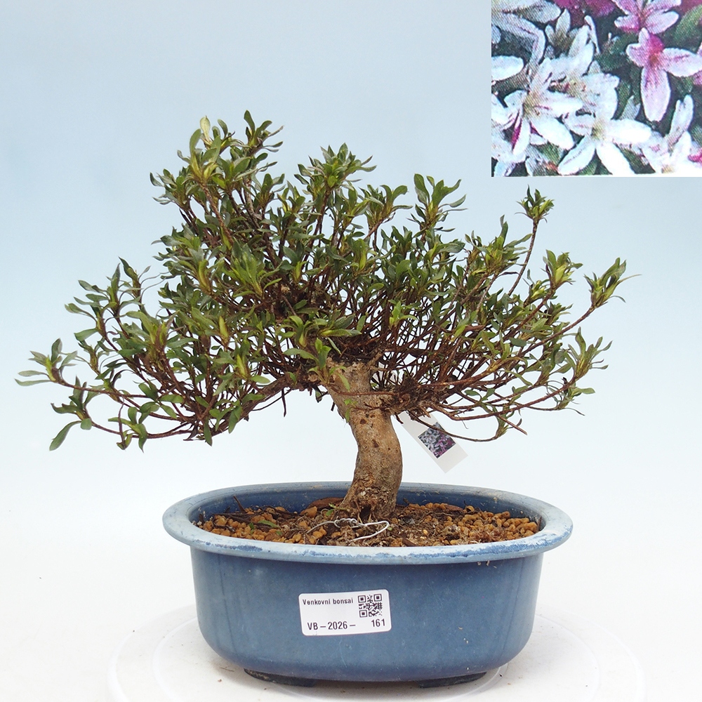 Bonsai da esterno - Azalea giapponese - Azalea Ryusen