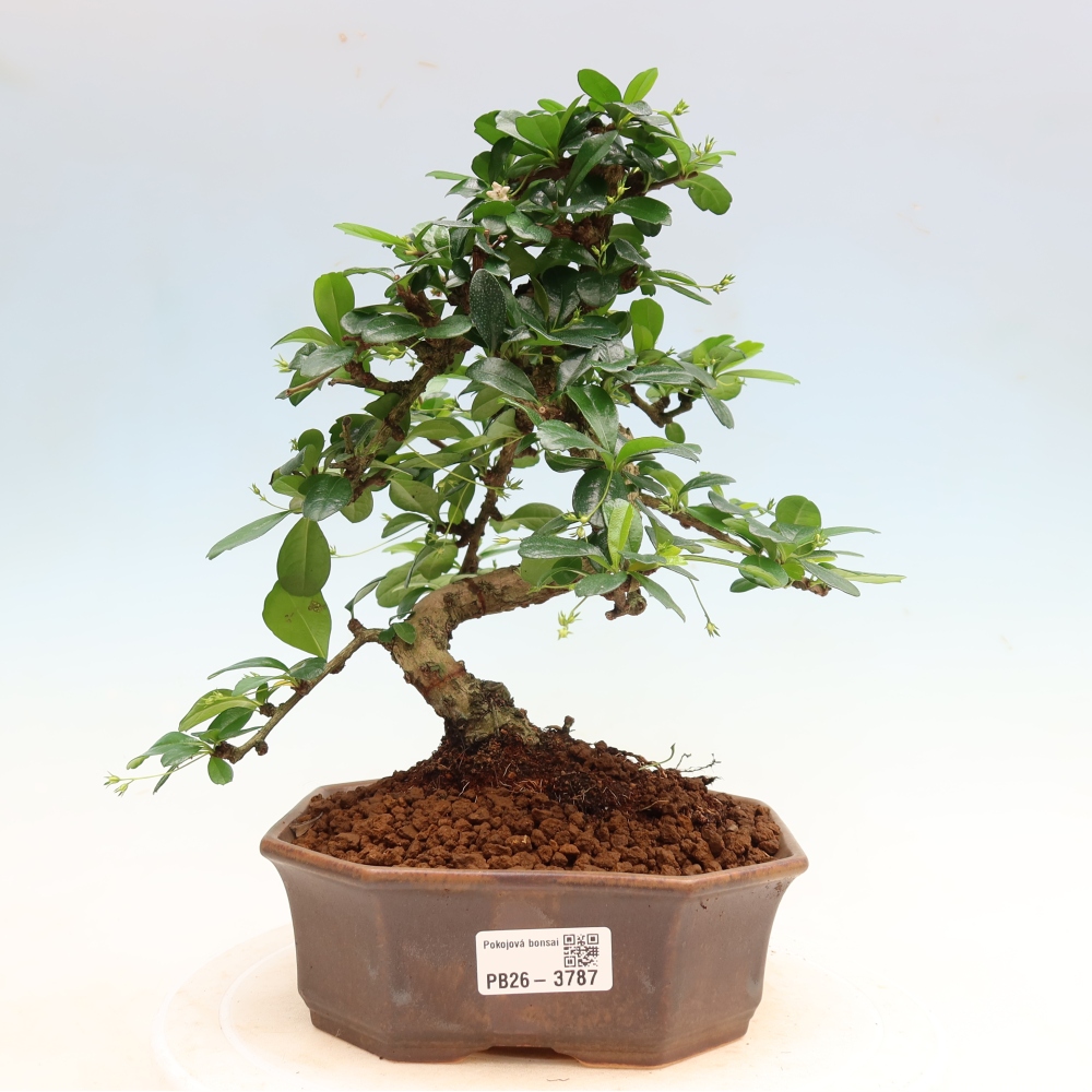 Camera bonsai - Carmona macrophylla - Tea fuki