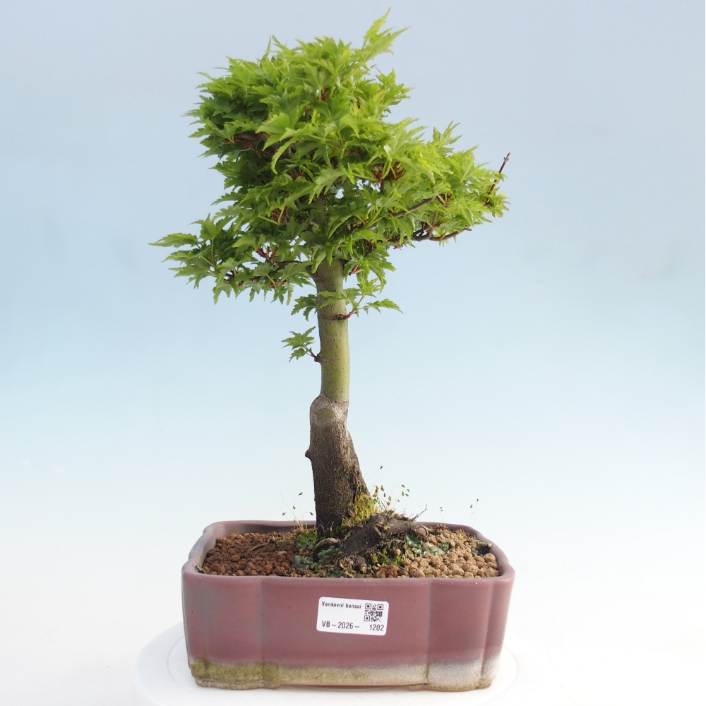 Bonsai da esterno -Palma di Giava Acer palmatum Shishigashira