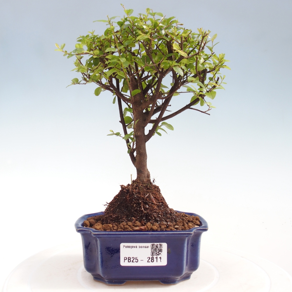 Camera bonsai - Sageretia thea - Sageretia thea