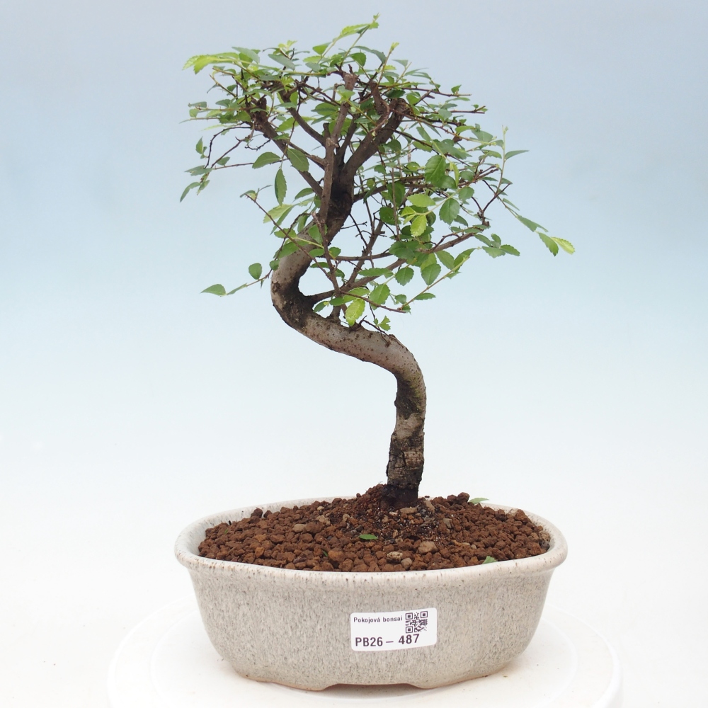Camera bonsai - Ulmus parvifolia - Olmo a foglie piccole