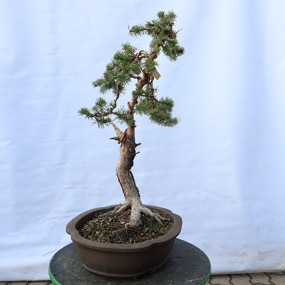 Pinus sylvestris Spagna - pino silvestre