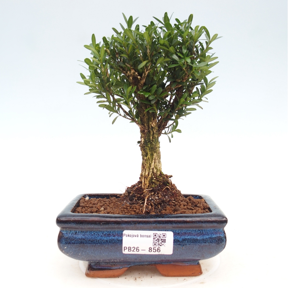 Camera bonsai - Buxus harlandii - buxus da sughero