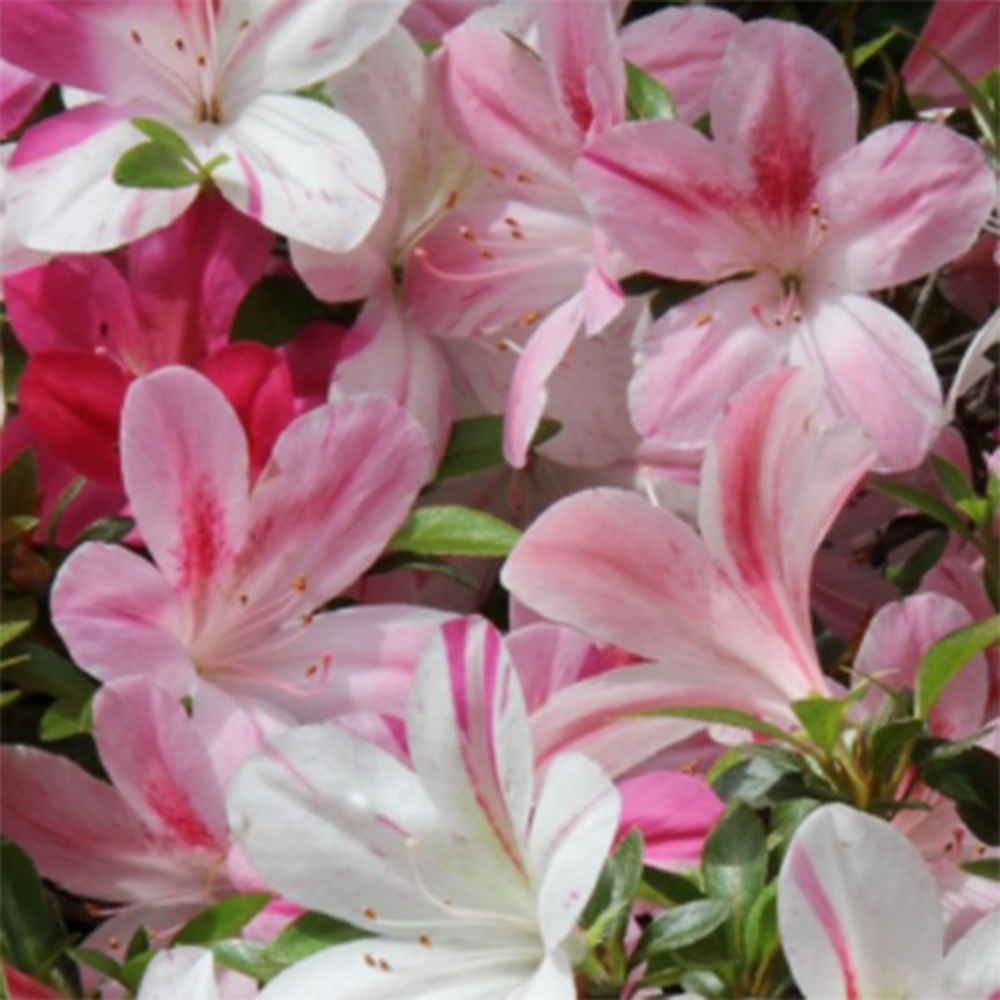 Bonsai da esterno - Azalea giapponese - Azalea Miyabihime
