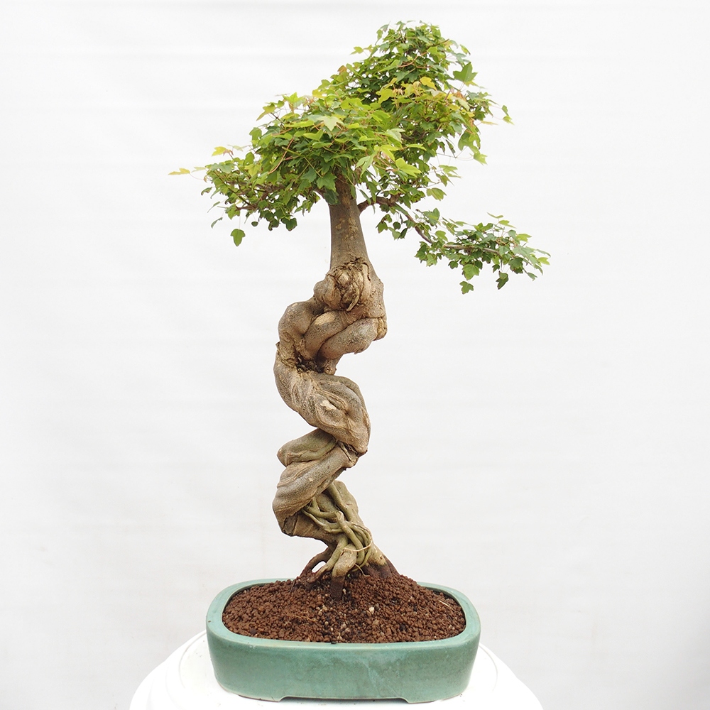 Bonsai da esterno - Acer Buergerianum - Acero di Burger