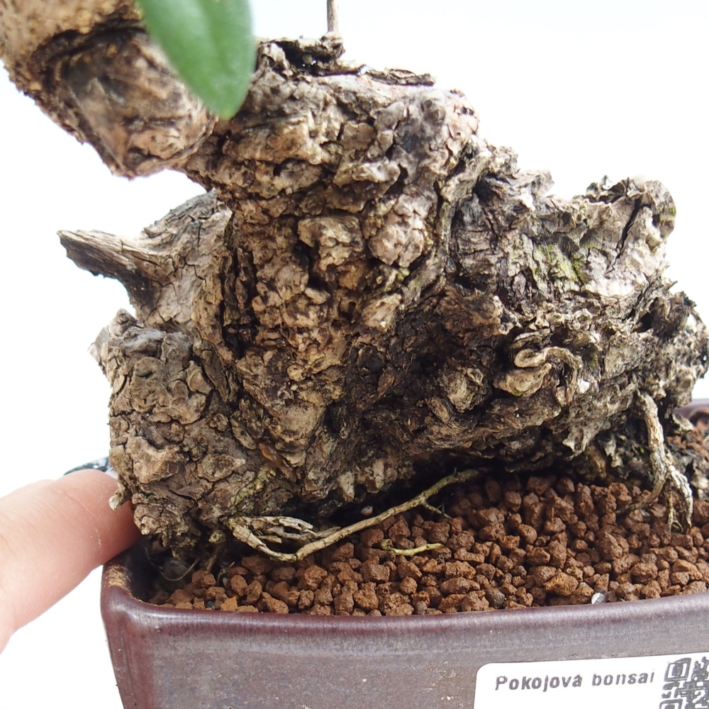 Bonsai da interno - Olea europaea sylvestris