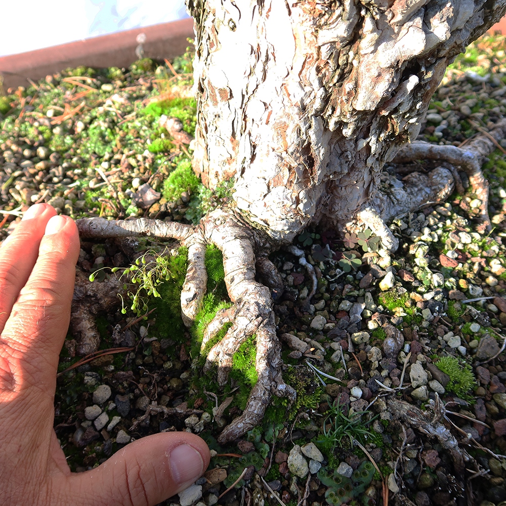 Pinus sylvestris Spagna - pino silvestre