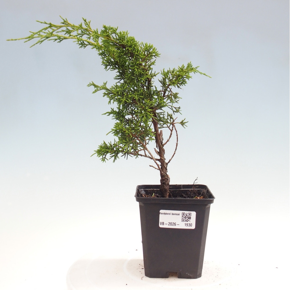 Bonsai da esterno - Juniperus chinensis Itoigawa