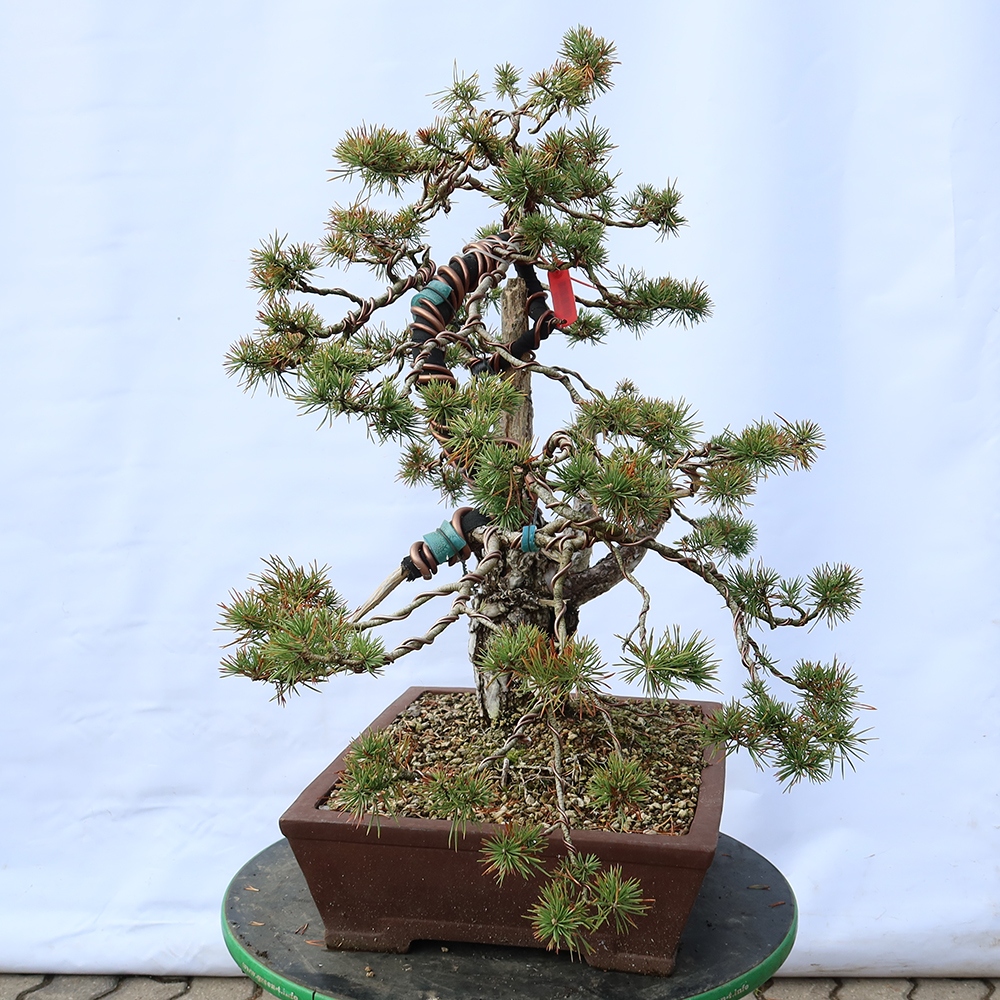 Pinus sylvestris Spagna - pino silvestre