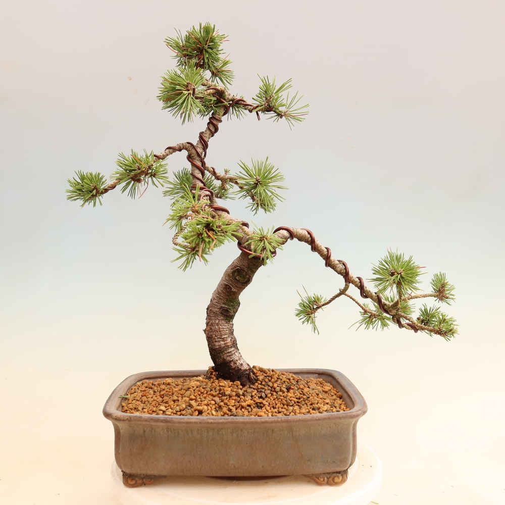 Bonsai da esterno - Pinus mugo Humpy  - Pino mugo