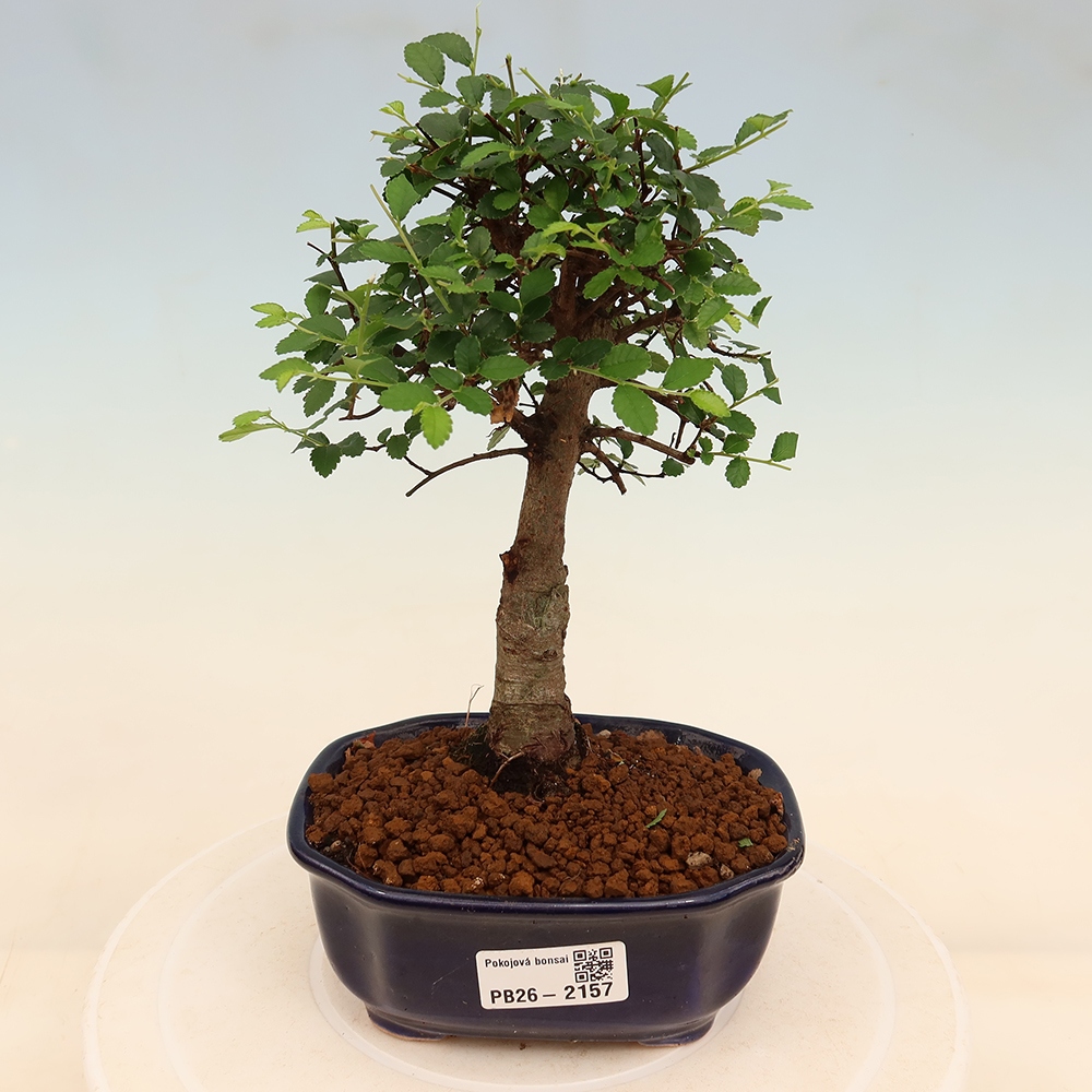 Camera bonsai - Ulmus parvifolia - Olmo a foglie piccole